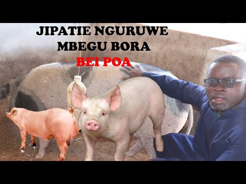 Video: Jinsi ya kuwaachisha kunyonya wana-kondoo waliolishwa kwa chupa?