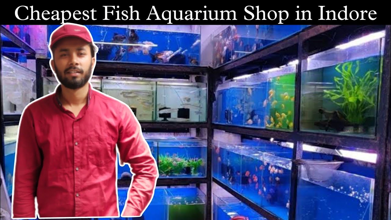 Cheapest Fish Aquarium Shop in Indore Fish Aquarium Indore Fish