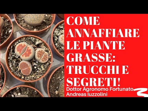 Video: Lemarocereus: assistenza domiciliare