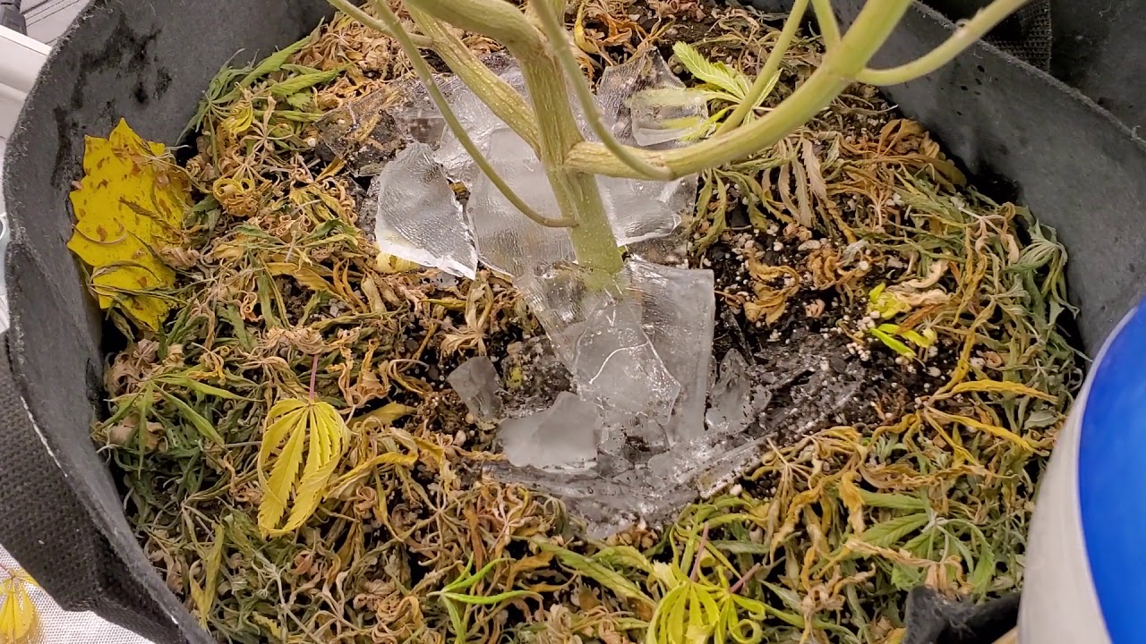 Turning Weed Purple with ICE 🧊 💜  PT 4 , (EXPERIMENT 🧐)