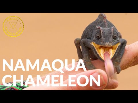 Video: Namaqua Milli Parkı: Tam Bələdçi