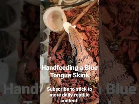 Blue Tongue Skink enjoying cooked Egg White #shorts #bluetongueskink #viral