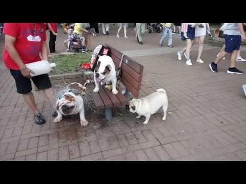 寵物 / 動物 影片 (022) 3隻 肥胖 的 沙皮狗 Shar Pei シャー・ペイ  Шарпей