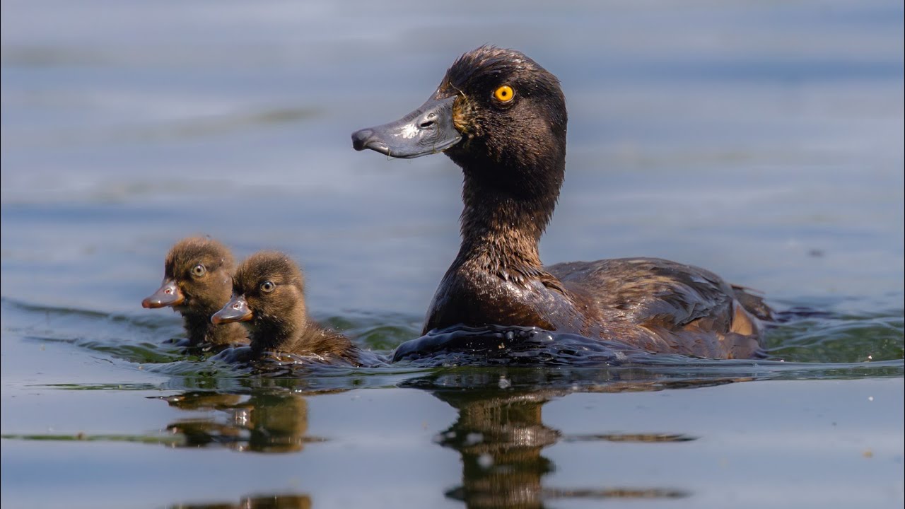 Ducklings ASMR Natural Sounds 🦆 | Relaxing Water & Soft Cheeping