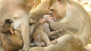 MOTHER WEANING MILK PEPPER MONKEY | BABY MONKEY CRYING HUNGRY | MONKEY TECHNIQUE