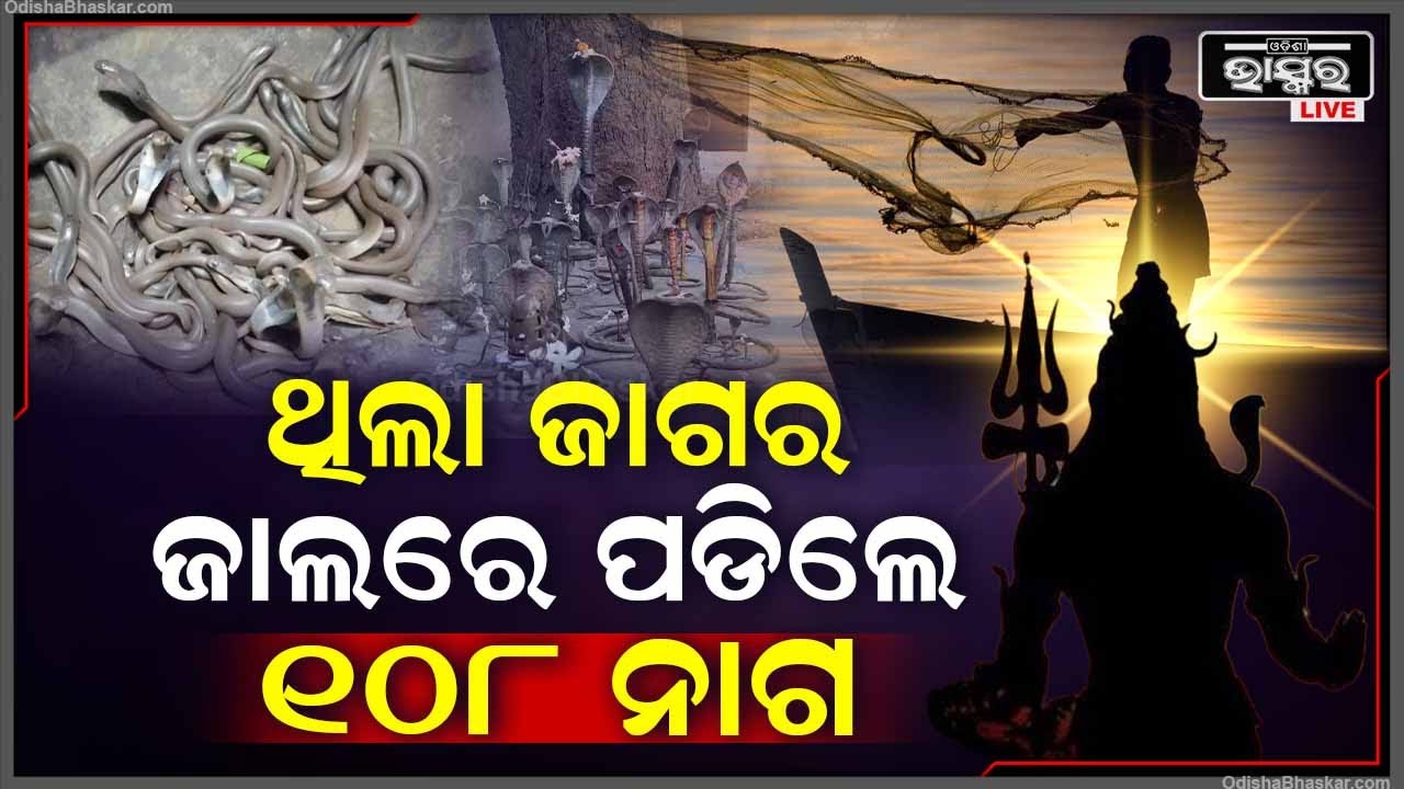 ଜାଗରରେ ଜାଲରେ ପଡିଲେ ନାଗ, ତାକୁ ଦେଖିବାକୁ ଦୌଡୁଥିବା ବେଳେ, ଗୋଡରେ ଗୁଡେଇ ହେଇଗଲେ ମେଞ୍ଚା ମେଞ୍ଚା ନାଗ
