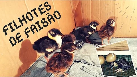 O que o filhote de faisão come?