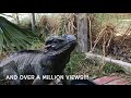 Rhino iguana Eats a Salad!!  Thank you for over 1,000 subscribers and 1 million views!!!