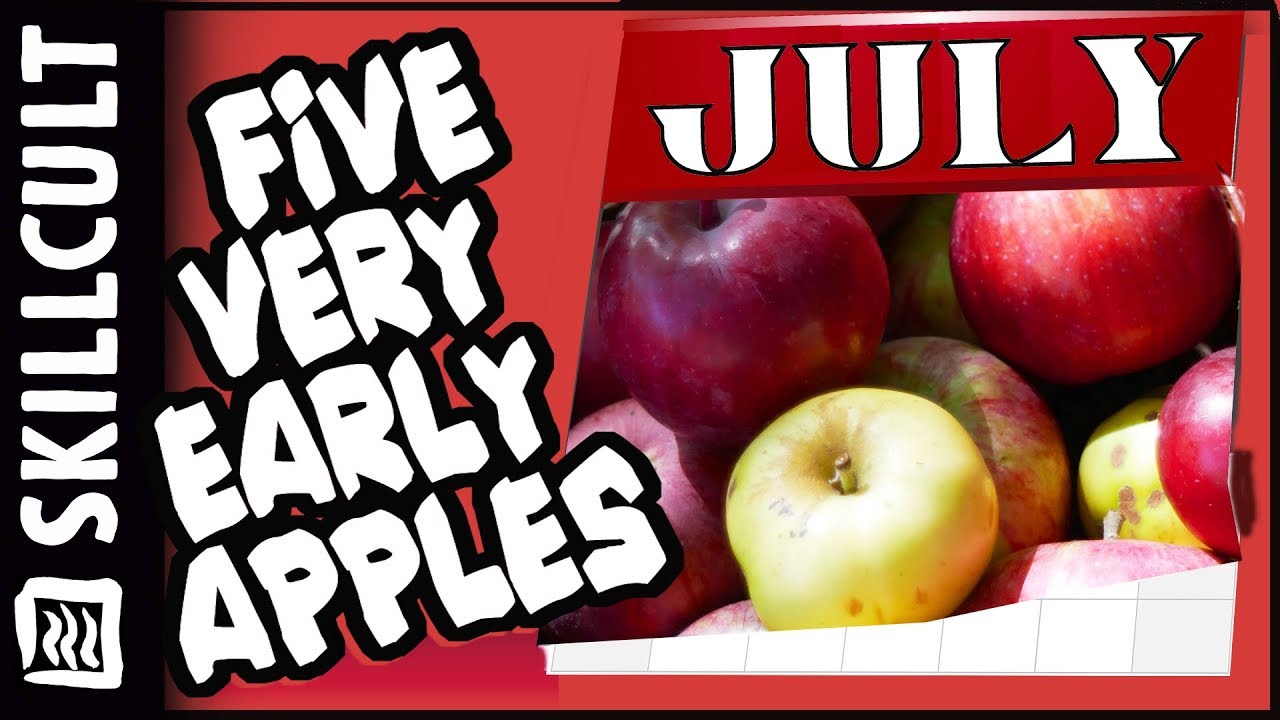 Apple Taste Test: The Krocks Try Every Apple At Trader Joe's