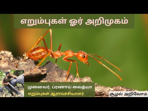 எறும்புகள் ஓர் அறிமுகம் | முனைவர் ப்ரணாய் வைத்யா | Introduction to Ants | Pronoy Baidya