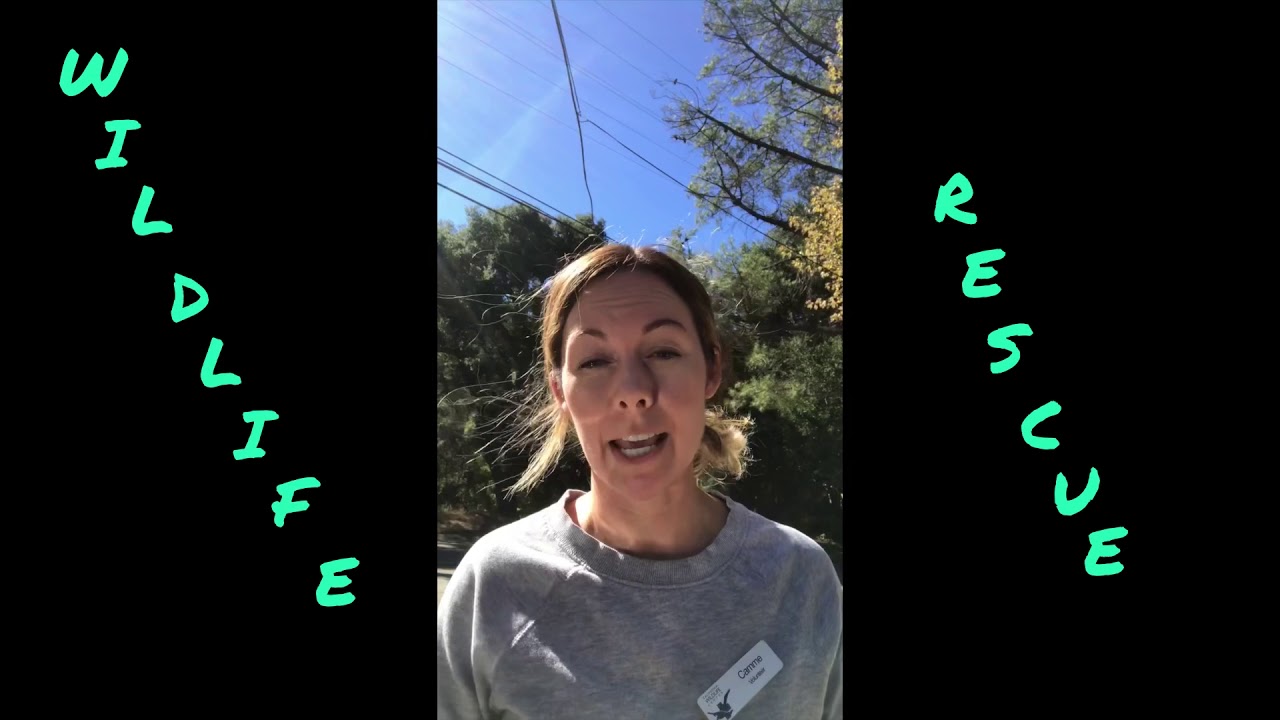 California Wildlife Center