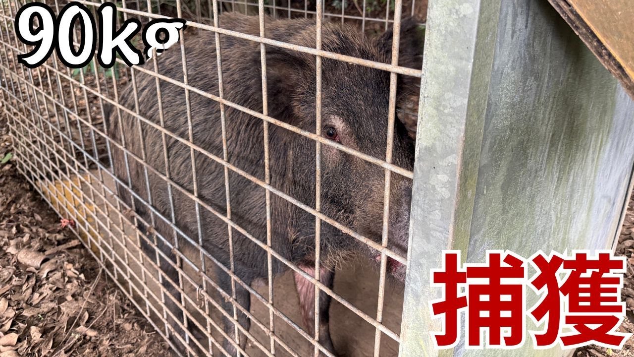 猟期直前！箱罠で90kgのイノシシを捕獲！ - YouTube