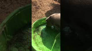 Piggy’s like to swim on 95 degree days! by nanny geo 133 views 3 years ago 1 minute, 56 seconds