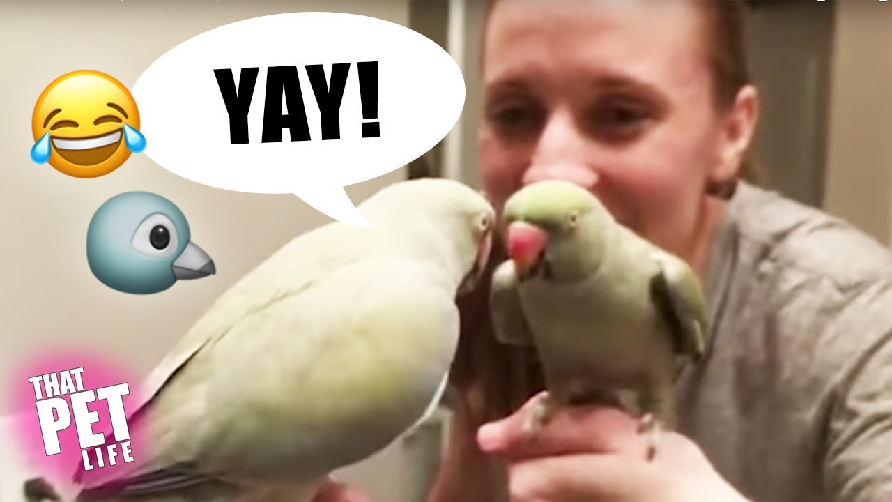 ⁣Birds Say the Darndest Things ?? | Funny Animal Compilation