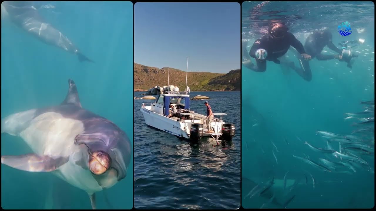 Cape Peninsula / Sardine Run Expeditions - Oceans Around Us