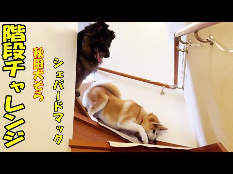 秋田犬そら!チャレンジ階段降り、シェパードマックがコーチです