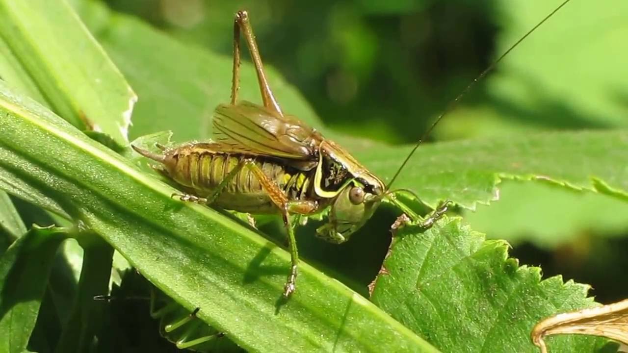 Песня кузнечика часть-1 - YouTube