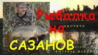 Моя рыбалка 9-12. Сазан.