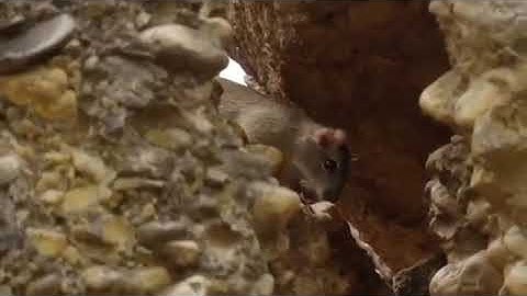 OMG! Capuchin Monkey Save Mouse From Banded Krait Snake Hunt | Amazing Python. Dangerous animal life