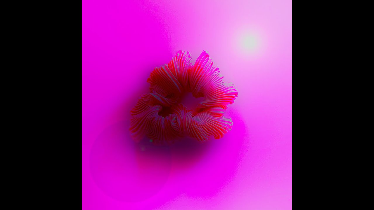 Neon Star Sky - Self-Control (2022) OFFICIAL LYRIC VIDEO