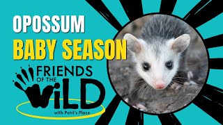 Baby Opossum Season | Friends Of The Wild | Petri's Place | Opossum Facts & Myth Busting | Episode 1