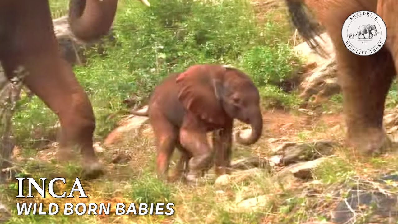 Ex-orphan Icholta has her first wild born baby | Sheldrick Trust
