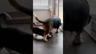 Goose the Basset teaching the baby how to use the dog door. (original owner)