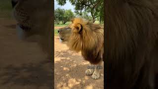 Barbary Lion Vs American Lion 🤔 | #shorts #lion #facts #wildanimals