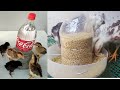 DIY PLASTIC BOTTLE /CHICKEN FEEDER AND DRINKER/ FREE RANGE CHICKEN/ NEGROS ORIENTAL