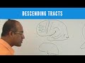 Descending Tracts - Corticospinal Tract - Pyramidal & Extrapyramidal Tract