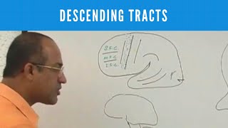 Descending Tracts | Corticospinal Tract | Pyramidal & Extrapyramidal Tract🩺