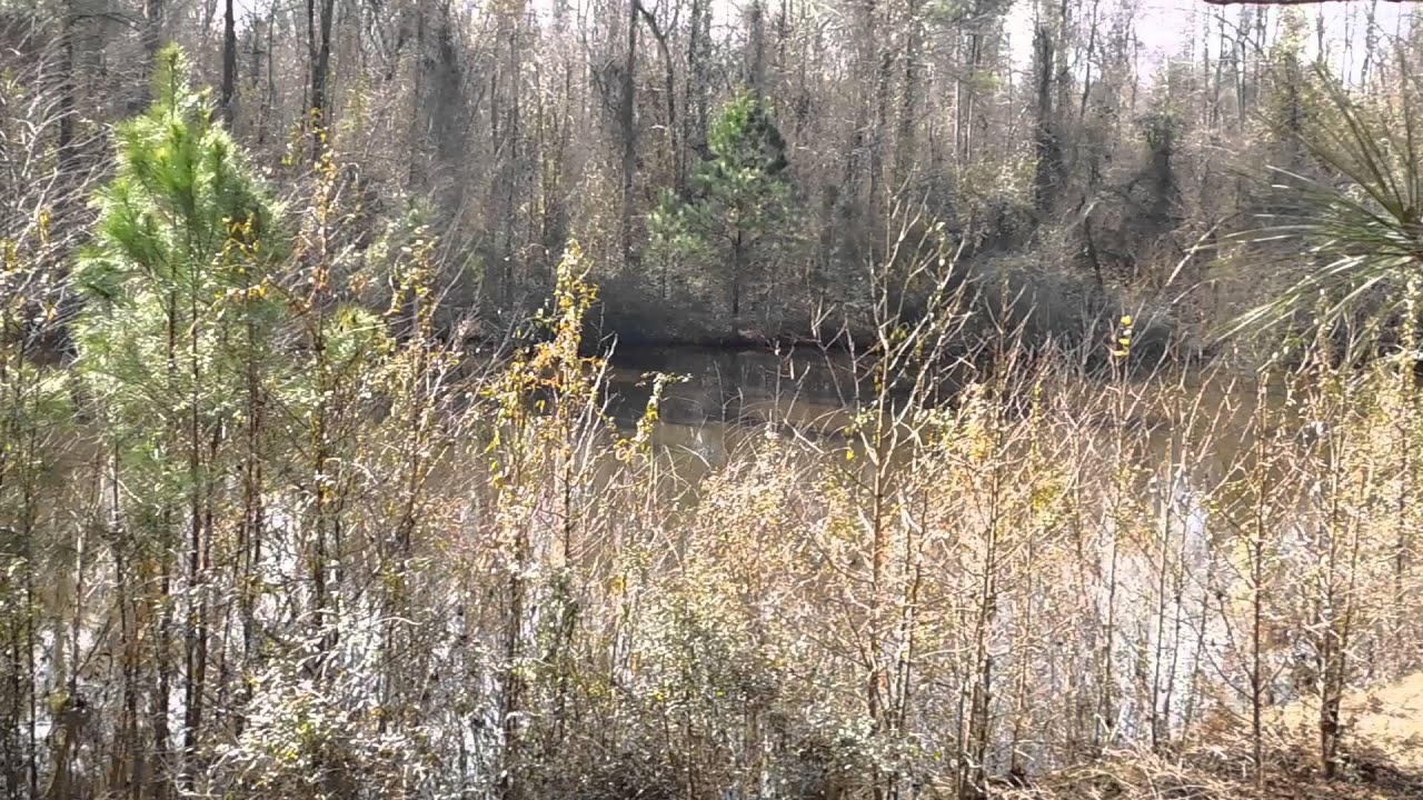 Black River Plantation Swamp Stand YouTube