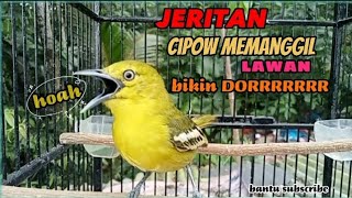 JERITAN⁉️ cipow memanggil LAWAN ‼️BIKIN DORRRRRR ✅✅