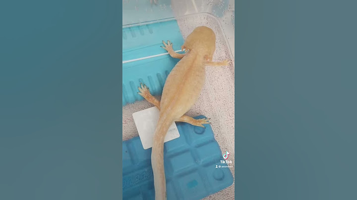 Ne pas faire reproduire ses axolotls ? Ne pas garder les œufs ? #axolotl #france #animals #reels