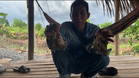 MỘT NGÀY ĐI BẪY CÚT VÔ TÌNH GẶP BÉ NA