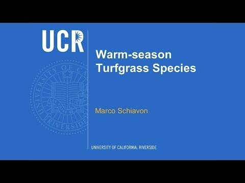 Video: Warm Seisoen Gras - Leer oor Warm Weer Turf Grass En Ornamental Grass