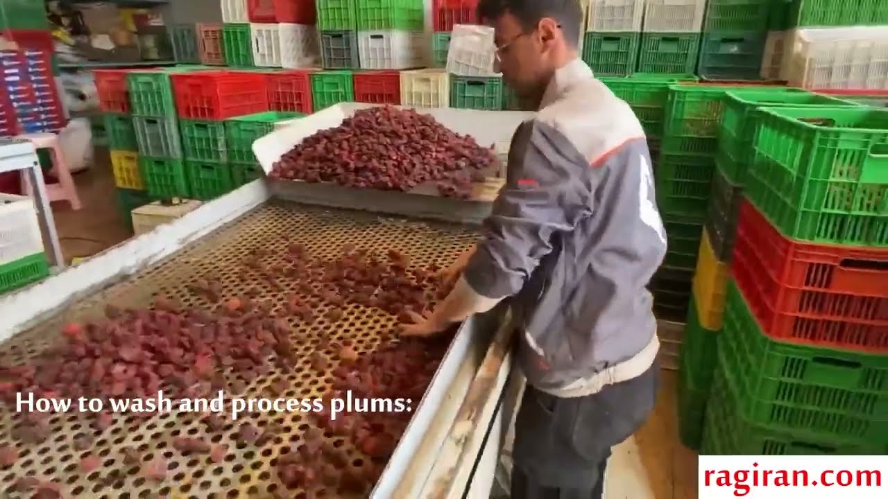 How to wash and process Dried Plums