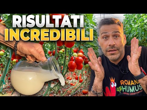 Video: Nutrire i pomodori con lievito - recensioni