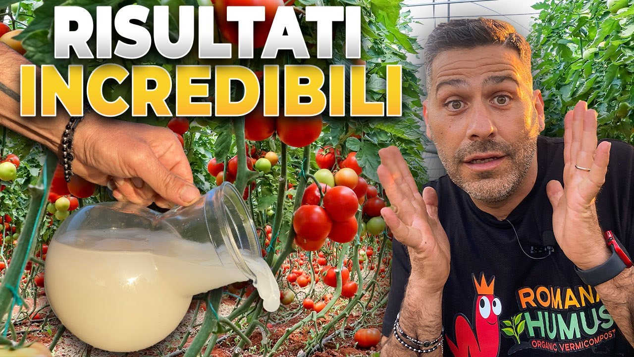 INNAFFIA I POMODORI CON QUESTO PREPARATO E RIMARRAI SORPRESO 👨‍🌾💦🍅