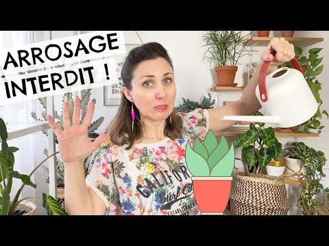 🌵 Faut-il arroser les plantes grasses en hiver ? 💦