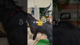 GOT 5 MILLION+ VIEWS ON INSTAGRAM REEL (shalimar_goats) #goat #animals #shalimar