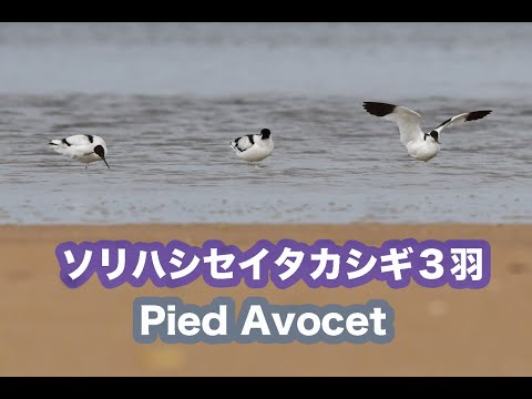 【珍しい鳥】ソリハシセイタカシギ３羽 PIED AVOCETS Wild Birds 4K