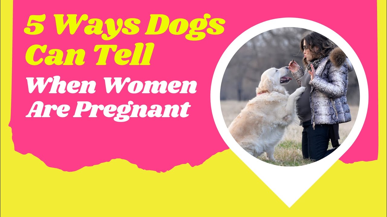 Can Dogs Sense Pregnancy 5 Ways Dogs Can Tell When Women Are Pregnant Can Dogs Sense Pregnancy 5 Ways Dogs Can Tell When Women Are Pregnant