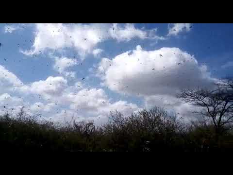 Swarm of locusts in Kenya