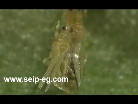 حشرة التربس thrips دورة الحياة
