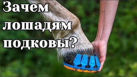 Зачем лошадям подковы? Зачем нужны подковы лошадям?