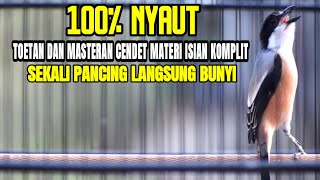 SUARA BURUNG CENDET GACOR TOET TOET BONGKAR MATERI PALING AMPUH BUAT PANCINGAN CENDET MACET BUNYI