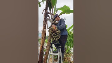 Cắt buồng chuối       #bienfarm #farming #guava