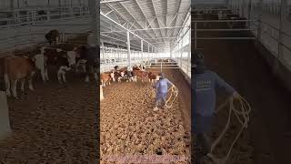 Perfect Lasso Throw Vet Tames Cow Easily For Farm Checkup