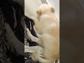little dogs